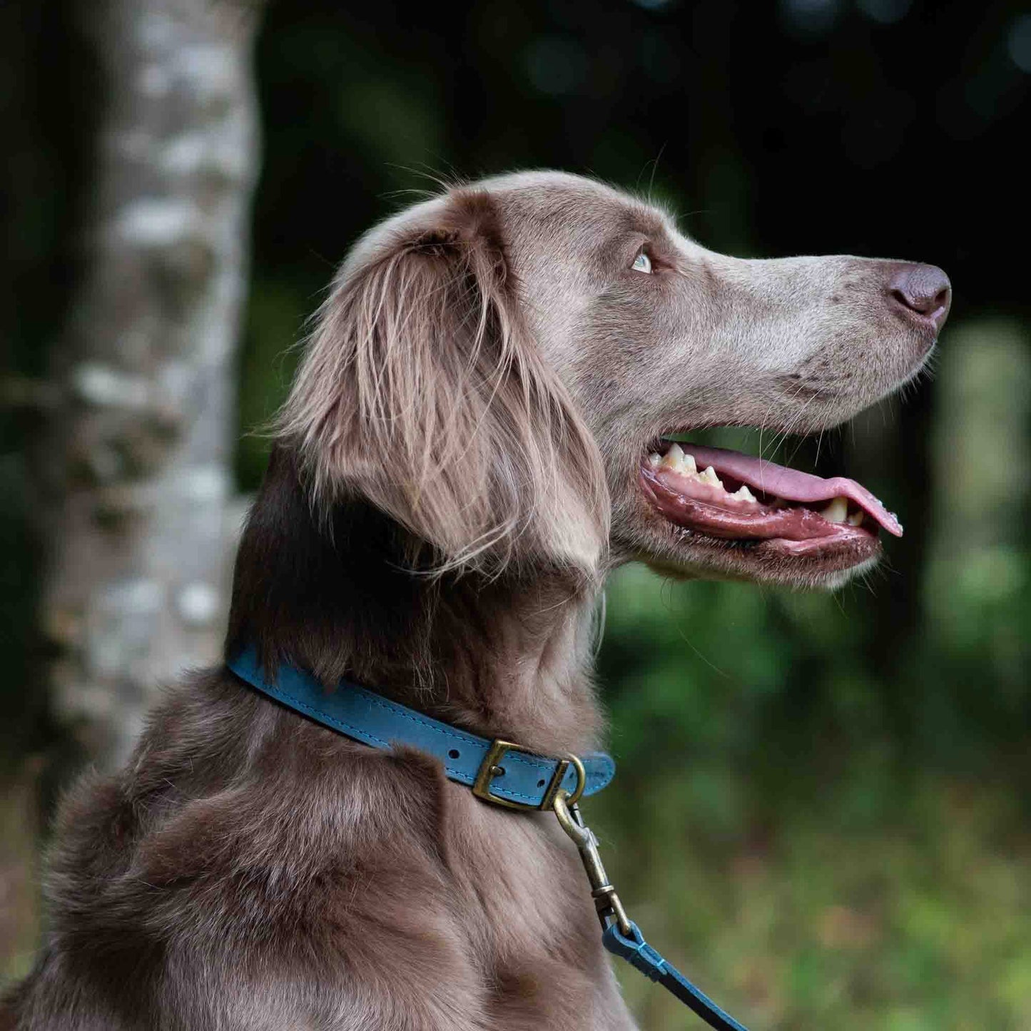 Ancol Blue Leather Dog Collar (Size 7 | 50β59cm)